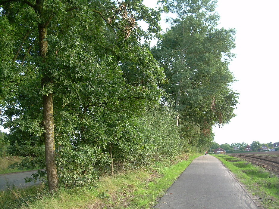 Radweg Zwischen Reppenstedt und Brockwinkel
